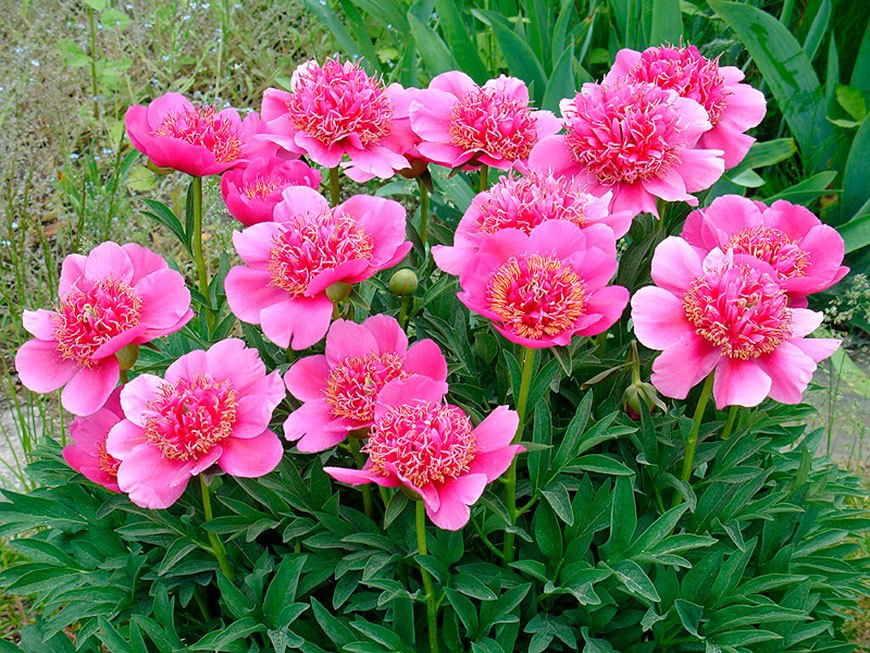 Anemoneflora