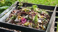 Как и чем мульчировать малину осенью и весной