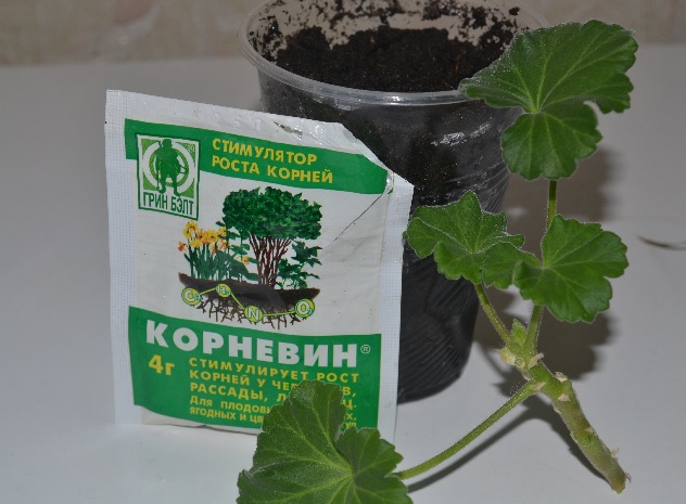 Герань размножение черенками