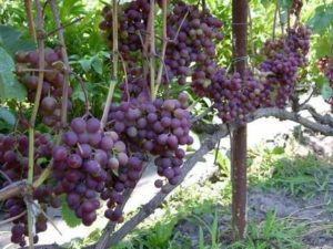 Виноград русский ранний — секреты выращивания данного сорта