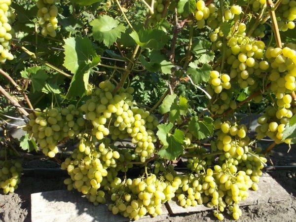 Виноград Надежда Аксайская: описание сорта, фото, отзывы