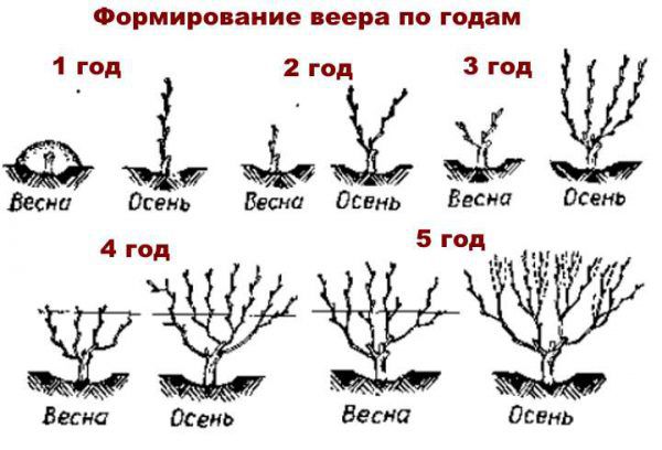 Формирование винограда веером