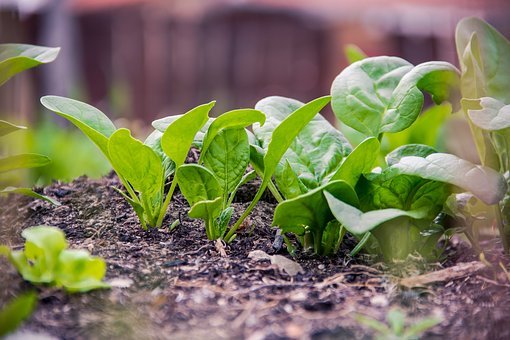 Green, Plan, Food, Vegan, Spinach