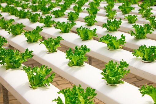 Greenhouse, Organic, Farming, Hydroponic