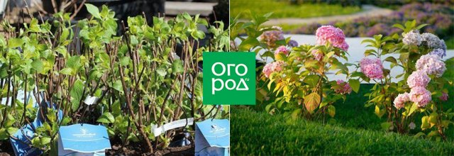 Как посадить гортензию осенью, чтобы растение хорошо прижилось