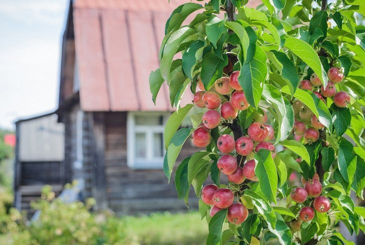Посадка колоновидных яблонь: как сажать
