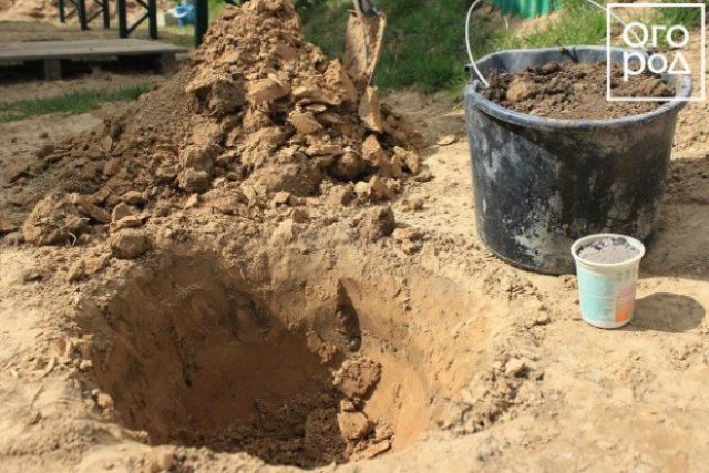 Какие плодовые деревья нужно сажать осенью 