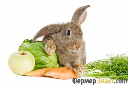 Кролики обожают овощи