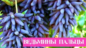 Описание и характеристики сорта винограда Ведьмины пальцы, история и правила выращивания