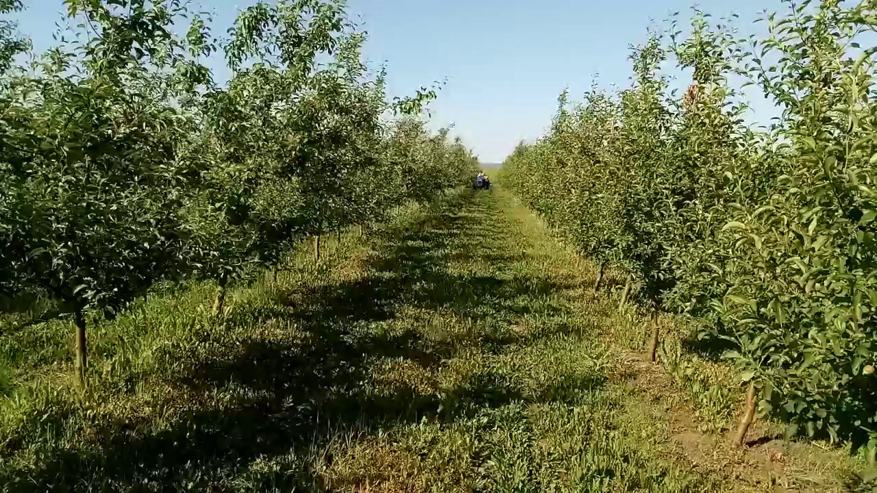 Борьба с сорняками в саду. Яблоня колоновидная, выбираем сорт
