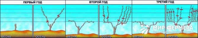 Обрезка молодого винограда