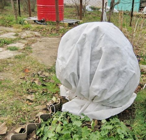 Укрытие крыжовника на зиму