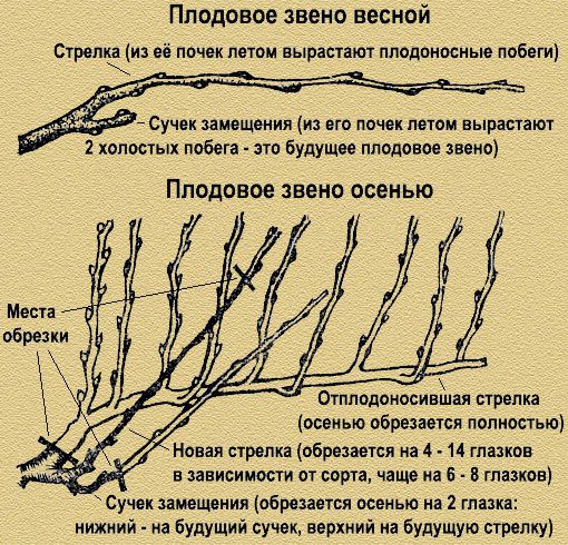 Плодовое звено винограда