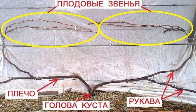 Плодовое звено винограда