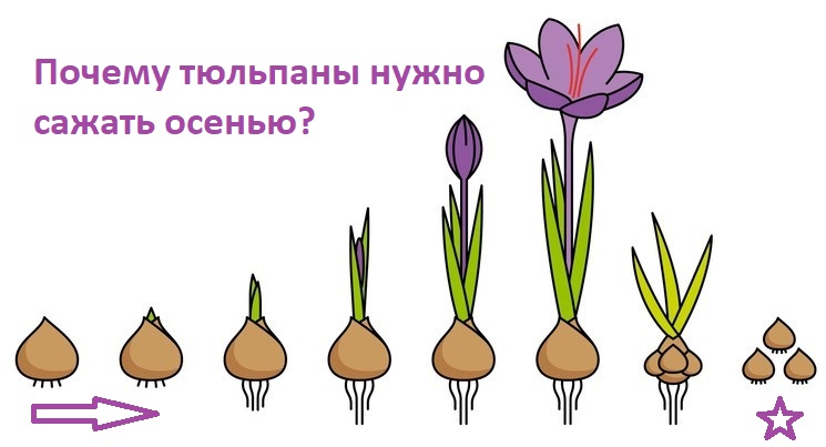 Почему тюльпаны нужно сажать осенью