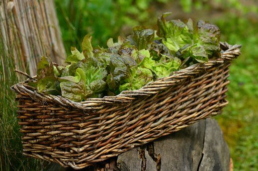 Salad, Leaf Lettuce, Bio, Fresh, Healthy