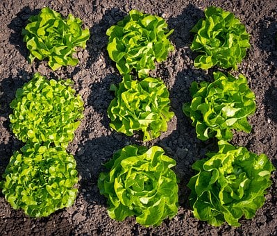 Salad, Lettuce, Spring, Bed, Healthy
