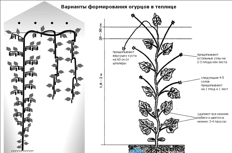 Лучшие схемы формирования огуречных кустов