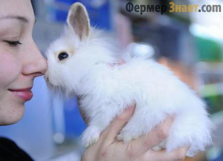 Уход за кроликами