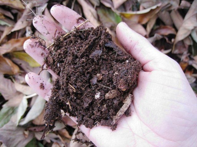 10 идей, что делать с опавшими листьями