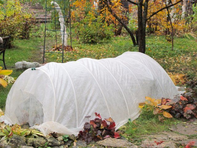 7 вещей, которые нужно делать с растениями до наступления морозов