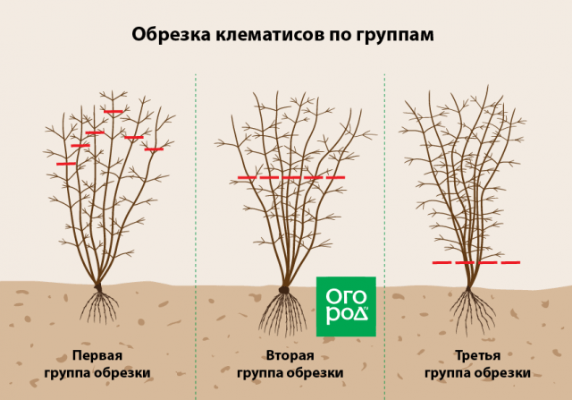 Как правильно обрезать многолетники на зиму: все тонкости осенней обрезки