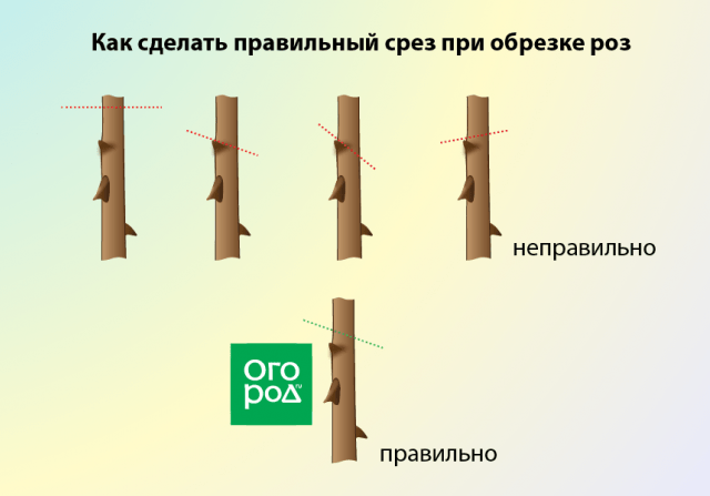 Как правильно обрезать многолетники на зиму: все тонкости осенней обрезки