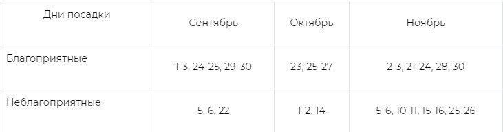 Посадка моркови осенью 2021 под зиму в Подмосковье