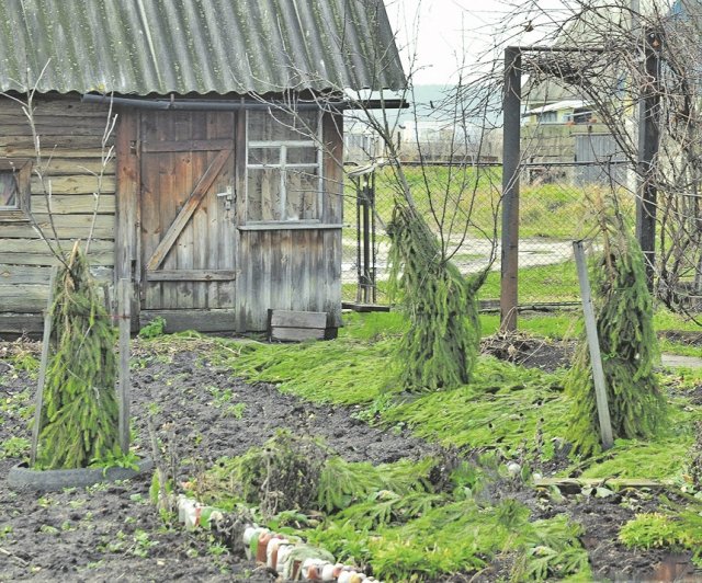 7 вещей, которые нужно сделать в саду в ноябре