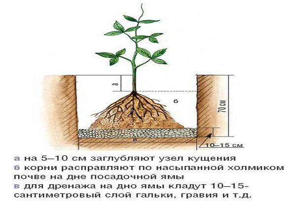 Посадка клематиса