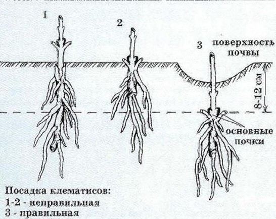 Как правильно посадить клематичс