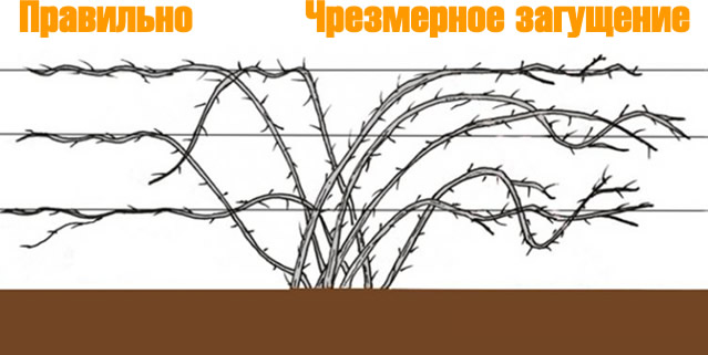Правильная осенняя обрезка ежевики