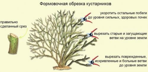 Обрезка кустарника