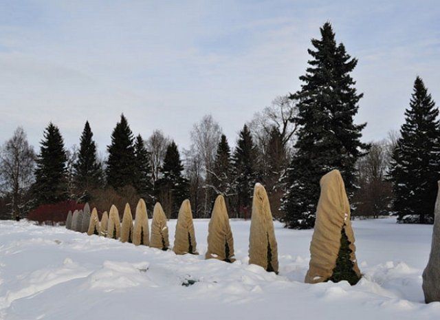 Как помочь хвойным растениям пережить зиму