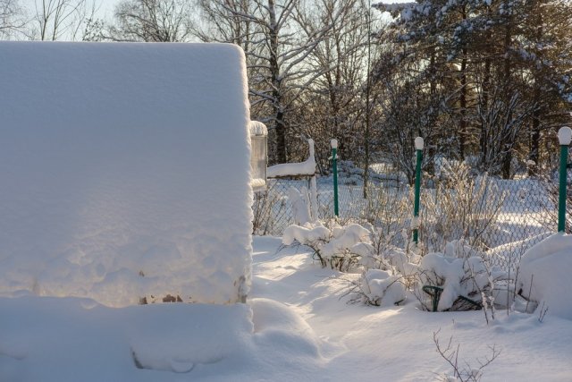 Какие кусты и деревья нужно подвязать на зиму и зачем