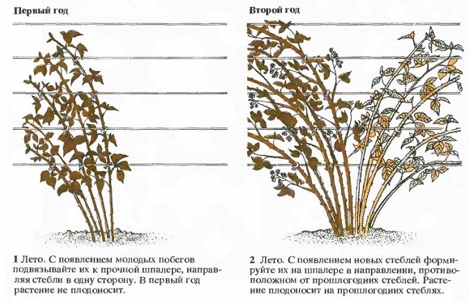 как обрезать ежевику в первые годы