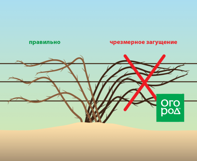 Обрезка ежевики осенью: полезные советы начинающим садоводам