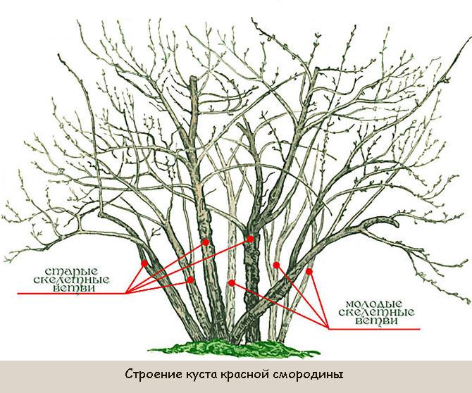 Строение куста красной смородины