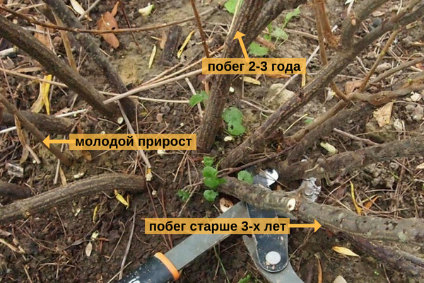 У молодых побегов кора светлее