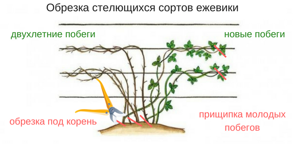 Схема обрезки