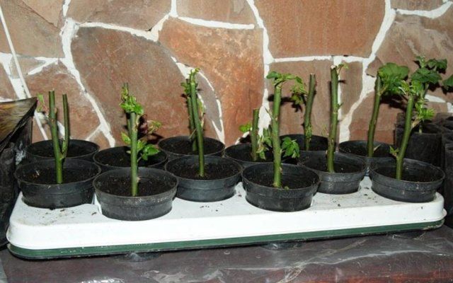 Размножение роз черенками осенью: пошаговая инструкция для новичков