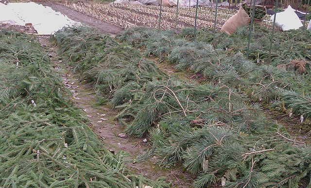 Уход за ирисами осенью или как подготовить ирисы к следующей зиме