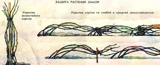Полезные советы