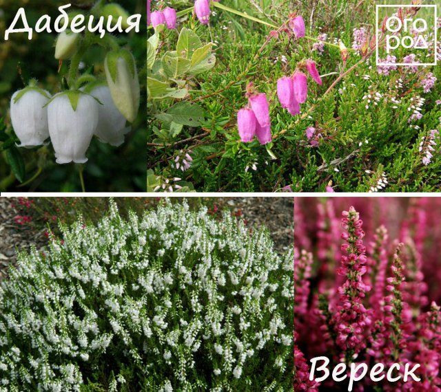 Все, что вы хотели знать о вереске: посадка, уход, разведение, популярные сорта