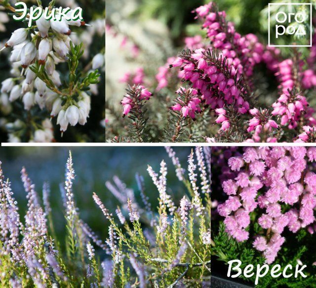 Все, что вы хотели знать о вереске: посадка, уход, разведение, популярные сорта