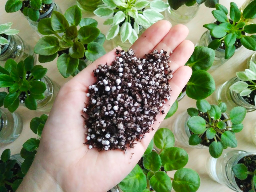 Плоский кактус