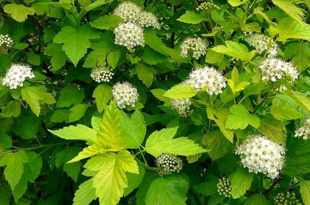 15 быстрорастущих декоративных кустарников, которые преобразят ваш участок