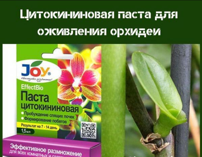 отростки орхидеи