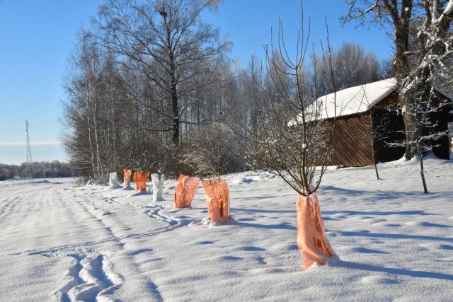 Что делать, если дерево погрызли мыши или зайцы