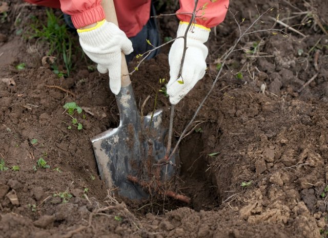 Мы хотели как лучше: 7 садоводческих ошибок, убивающих деревья